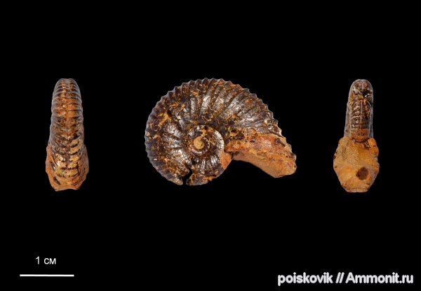 аммониты, головоногие моллюски, берриас, Крым, Ammonites, Berriasian