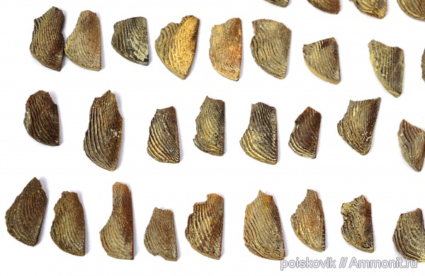 головоногие моллюски, берриас, Крым, аптихи, Punctaptychus, Aptychi, Berriasian