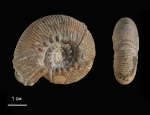 Olcostephanus