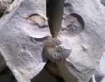 Hoploscaphites