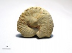 Hoploscaphites