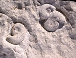 Hoploscaphites