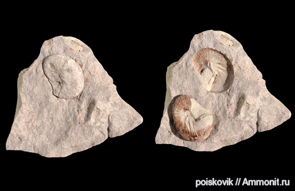 аммониты, головоногие моллюски, Крым, верхний мел, Ammonites, Балаклава, Hoploscaphites, Scaphitidae, Upper Cretaceous