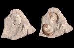 Hoploscaphites