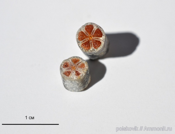 морские лилии, иглокожие, Крым, верхний мел, Балаклава, Upper Cretaceous, Buchicrinus buchii