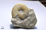 Pachydiscus gollevillensis