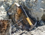 Lytoceras