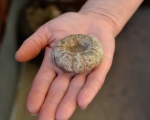 Diadematoida