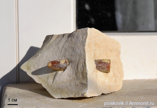 белемниты, головоногие моллюски, Крым, Балаклава, belemnites