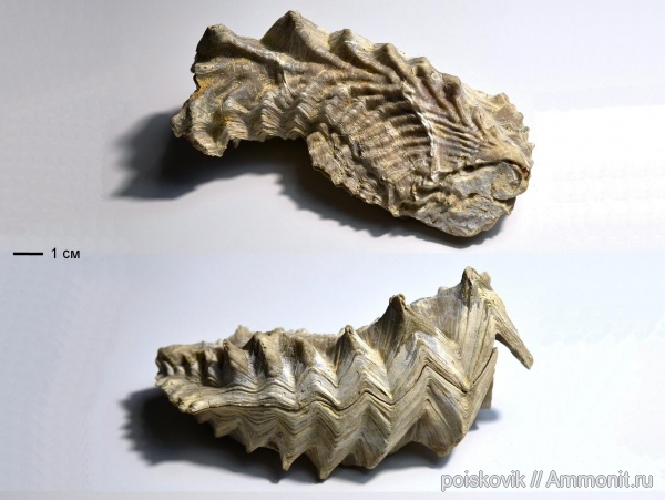 двустворки, двустворчатые моллюски, маастрихт, Крым, Lopha, Maastrichtian