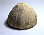 Conoclypus