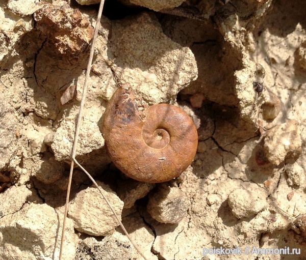 аммониты, головоногие моллюски, Крым, Ammonites
