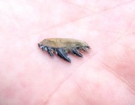 Notidanodon aff. lanceolatus
