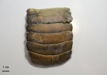 Зубная пластина Myliobatis sp.