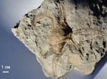 Harpagodes jaccardi