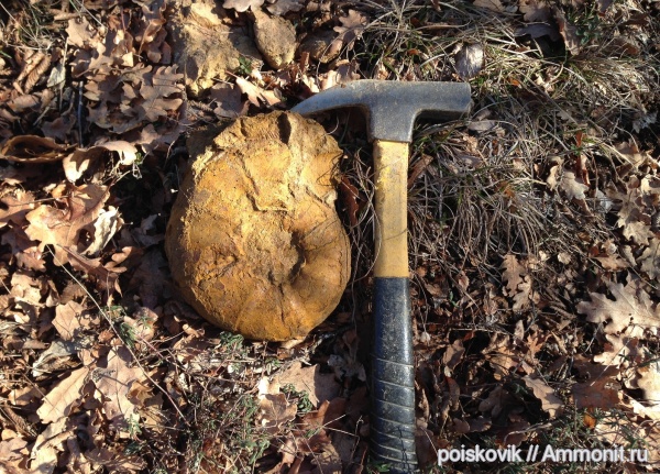 аммониты, головоногие моллюски, Крым, Ammonites