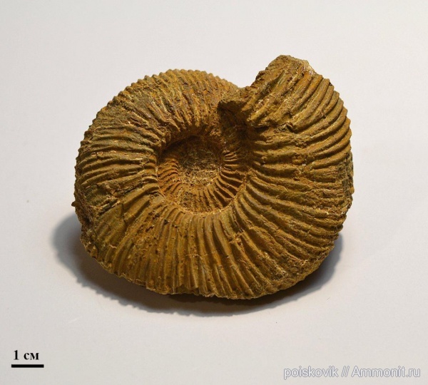 аммониты, головоногие моллюски, Speetoniceras, Крым, готерив, Ammonites, верхний готерив, Hauterivian