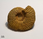 Speetoniceras