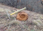Crioceratites