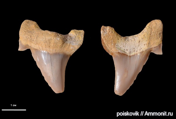 рыбы, зубы, акулы, Крым, Балаклава, fish, teeth, sharks