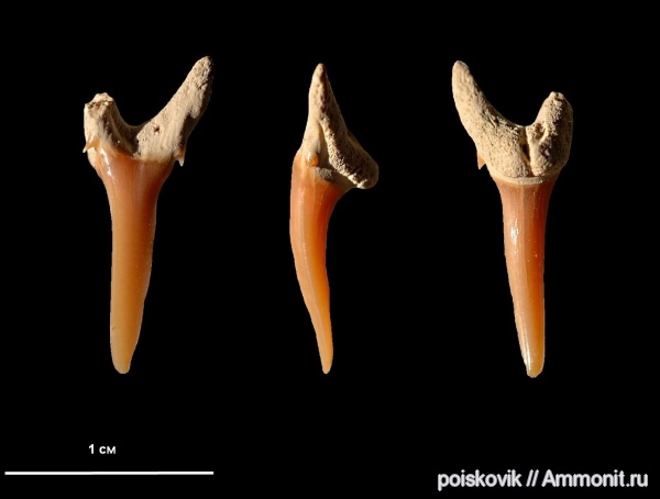 рыбы, зубы, Крым, зубы акул, Балаклава, fish, teeth, shark teeth