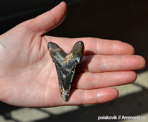 рыбы, зубы, Крым, зубы акул, Otodus, fish, teeth, shark teeth