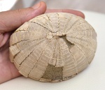 Echinocorys