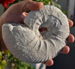 Pachydiscus