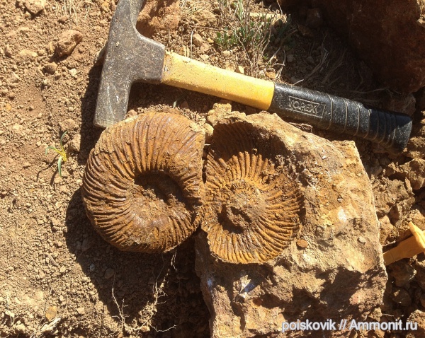 аммониты, головоногие моллюски, Speetoniceras, Крым, баррем, нижний баррем, Ammonites, Speetoniceras speetonensis, Hauterivian
