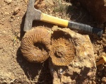 Speetoniceras speetonensis