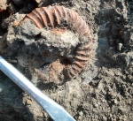 Tauricoceras (Riasanites?)