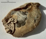 Glomerula gordialis (von Schlotheim, 1820)