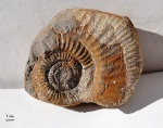 Homoeoplanulites (Parachoffatia) cf. stabilus Buckman