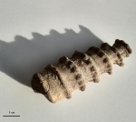 Nerinea