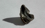 Gonatocheilus