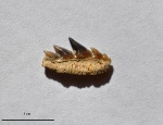 Notidanodon