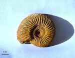 Speetoniceras