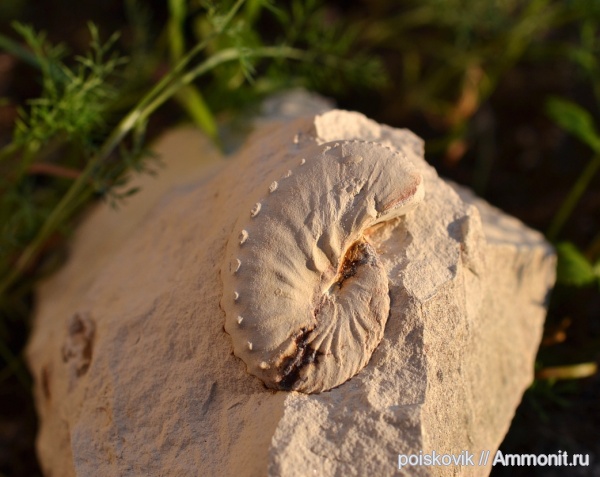 аммониты, головоногие моллюски, Крым, Ammonites, Балаклава, Hoploscaphites