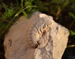 Hoploscaphites