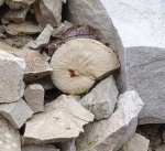 Hoploscaphites
