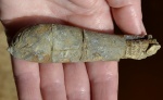 Duvalia
