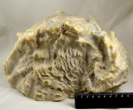 Lopha sp.