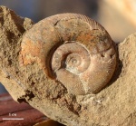Puzosia