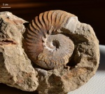 Anahoplites