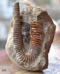 Hamites