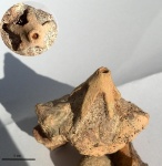 Crinoidea