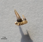 Paraorthacodus