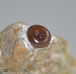 Зуб