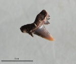 Serratolamna serrata