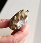 Euhoplites sp.
